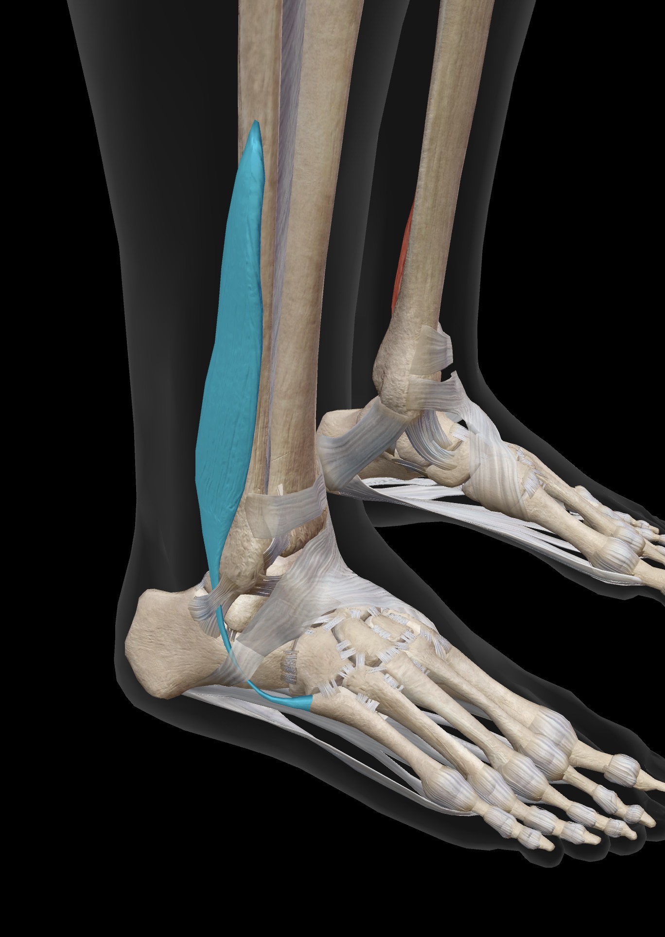 <p>Peroneus Brevis (fibularis brevis)</p><p>O: Distal lateral surface of fibula</p><p>I: Base of the 5th metatarsal</p><p>A: Other important muscle for eversion of the subtalar and intertarsal joints (foot)</p><p>IN: Superficial peroneal (superficial fibular) nerve</p>