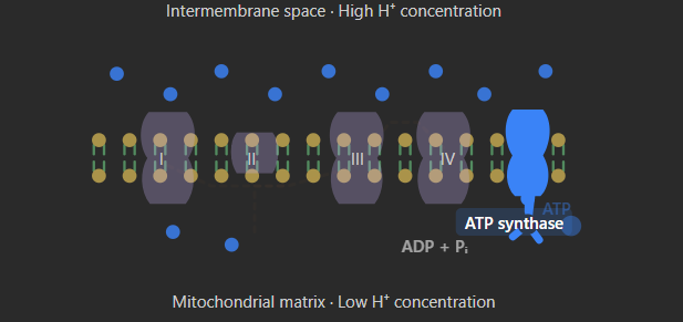 <p>- <strong><u><mark data-color="yellow" style="background-color: yellow; color: inherit;">H+ ions and electrons are transported to the ETC</mark></u></strong><br><br><strong><u>- <mark data-color="yellow" style="background-color: yellow; color: inherit;">via reduced NAD and FAD</mark> (coenzymes), this allows H+ ions to be pumped to intermembrane space</u></strong><br><br>- <strong><u><mark data-color="yellow" style="background-color: yellow; color: inherit;">creating an electrochemical gradient </mark></u></strong><br><br>- <strong><u><mark data-color="yellow" style="background-color: yellow; color: inherit;">H⁺ ions/ protons move through ATP synthase </mark></u></strong><br><br>- this gives the energy needed to <strong><u><mark data-color="yellow" style="background-color: yellow; color: inherit;">catalyse the conversion of ADP + Pi into ATP</mark></u></strong><br><br>(aka → phosphorylation of ADP)</p>