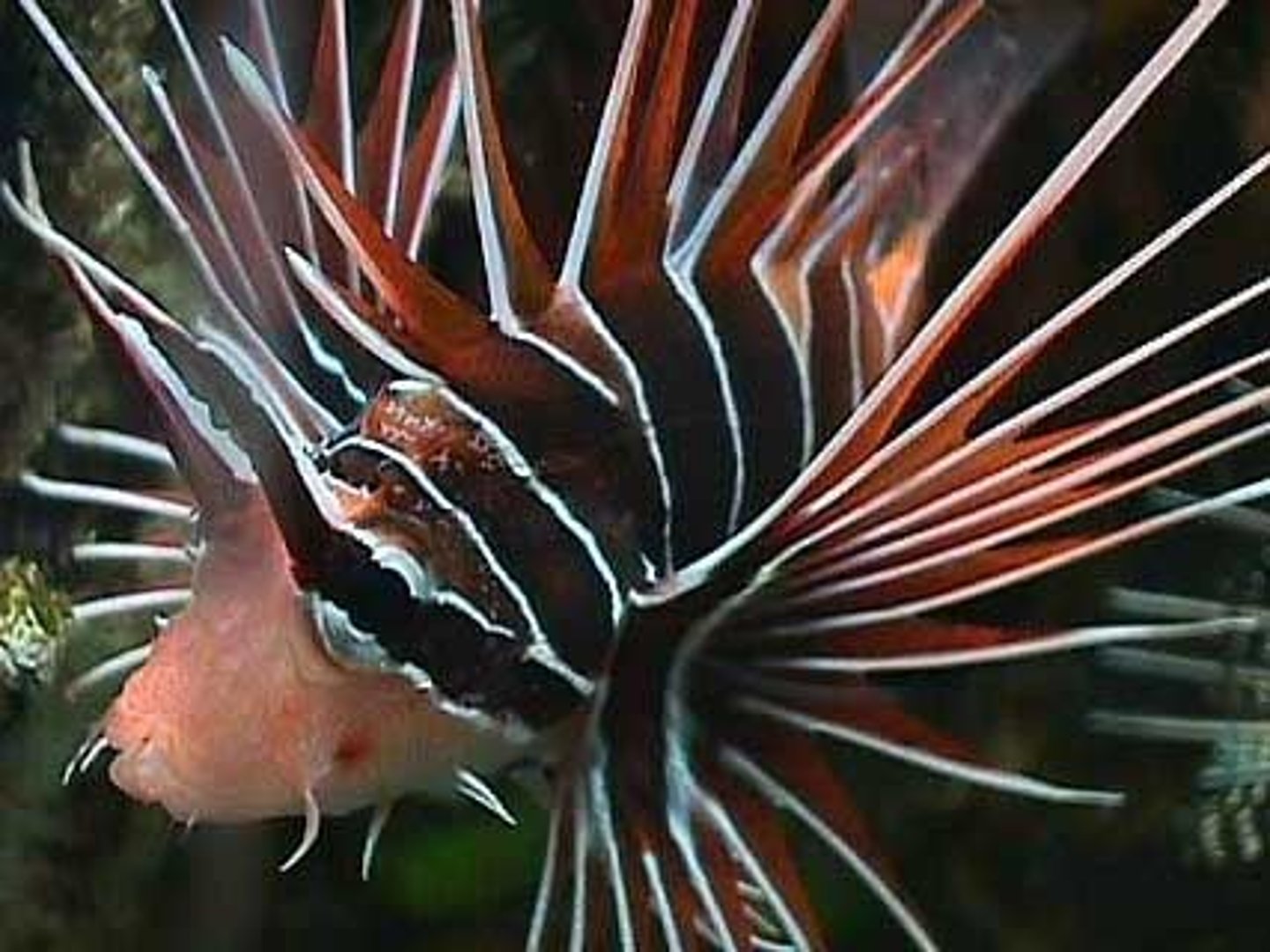 <p>Pterois radiata</p>