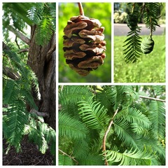 <p>Dawn redwood</p>