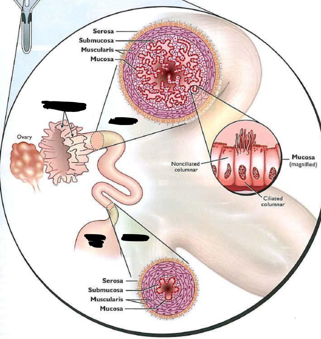 <p>Identify the parts and their functions of the oviduct</p>
