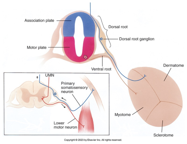<p>3 different parts:</p><ul><li><p>dermatome - part of somite that becomes the skin</p></li><li><p>myotome - part of somite that becomes muscle </p></li><li><p>sclerotome - part of somite that becomes mucle</p></li></ul><p></p>