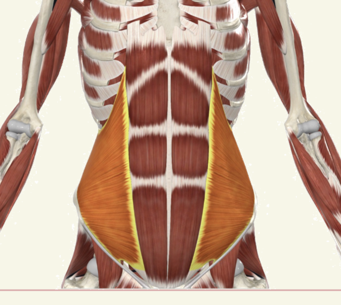 <p>internal oblique Actions</p>