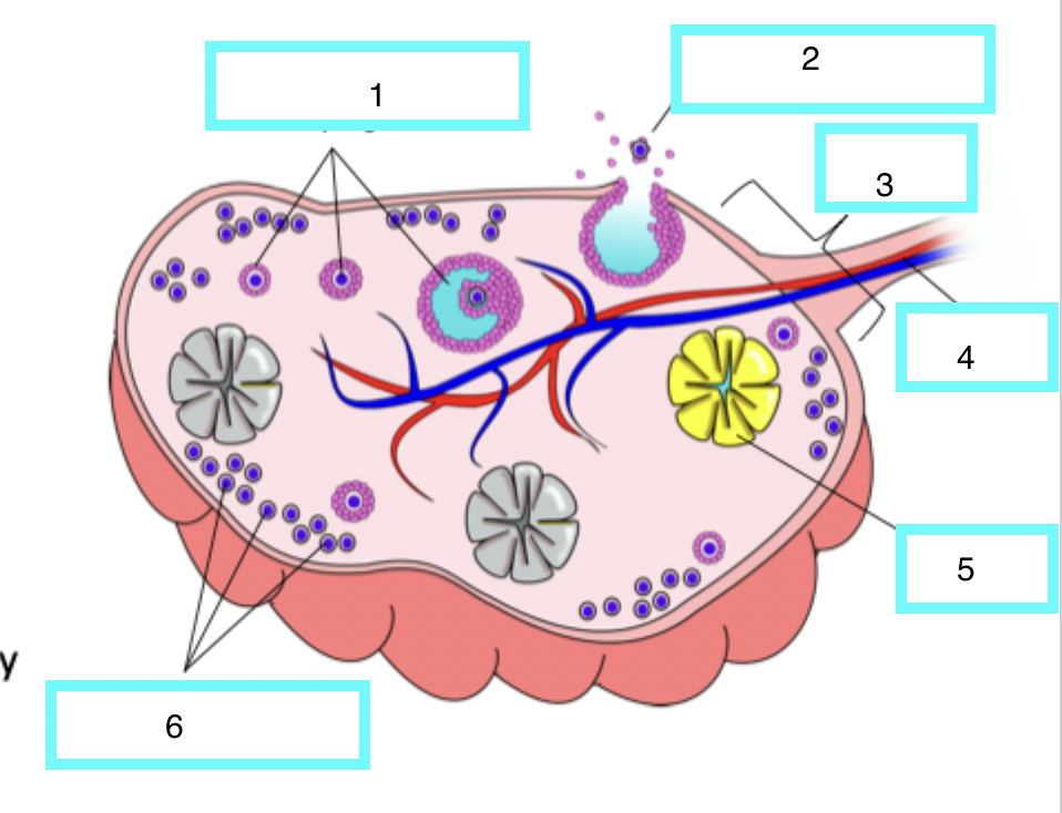 <p>the ovary - what is 5</p>