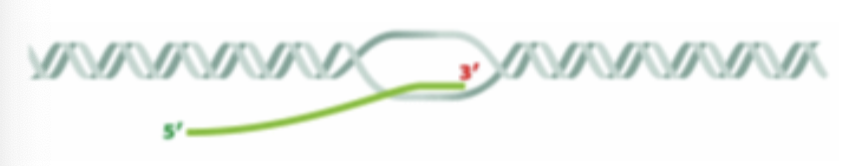 <p>Which process is illustrated in the diagram below?</p>
