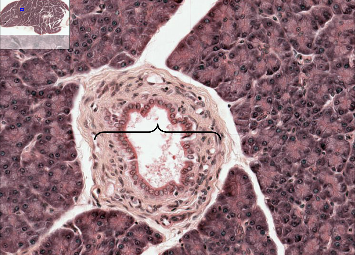 <p>What structure is this?</p>