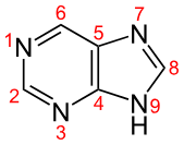 <ul><li><p>adenine </p></li><li><p>guanine </p></li><li><p><strong>2 membered ring- 9’C chain</strong></p></li></ul><p></p>