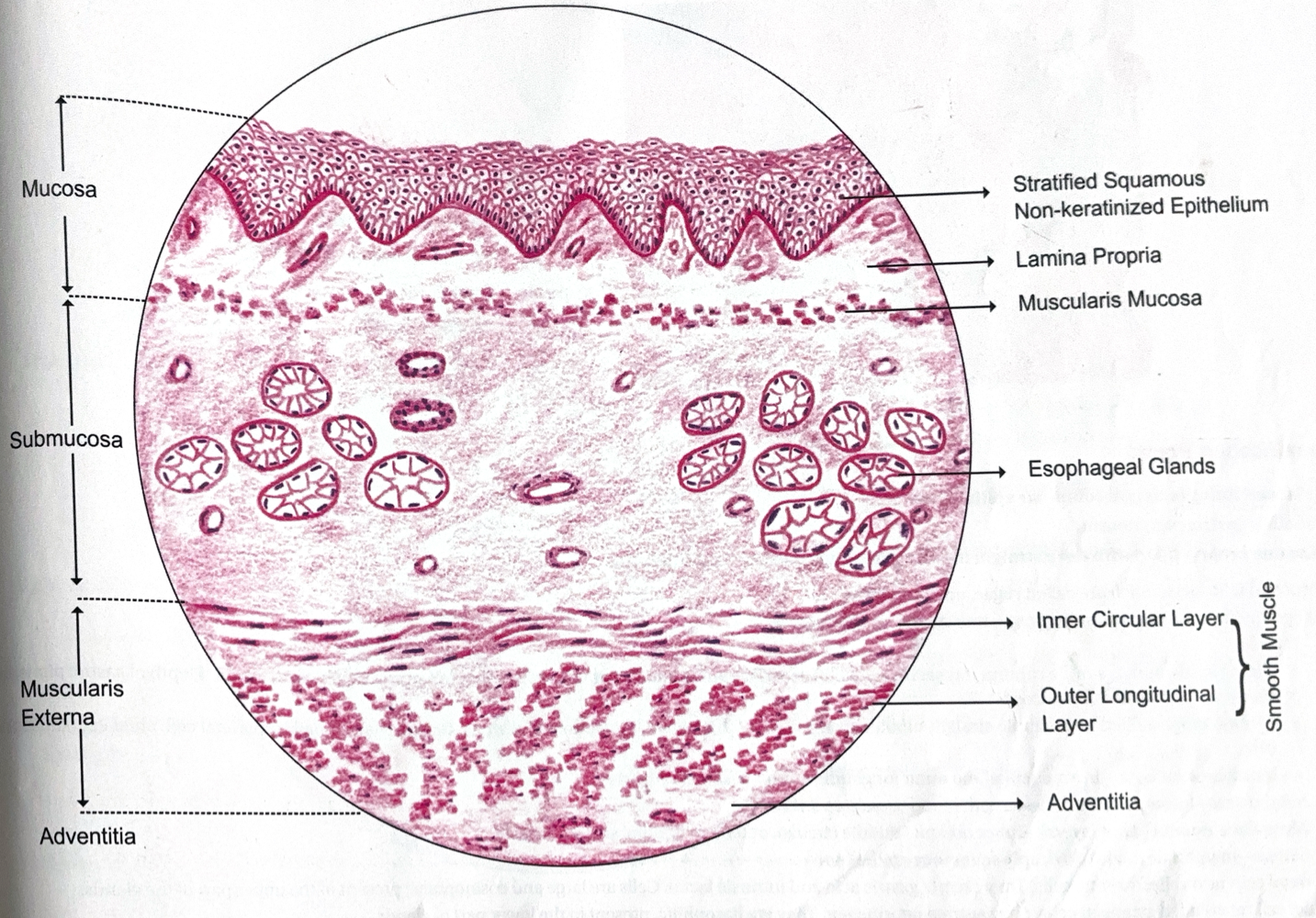 knowt flashcard image