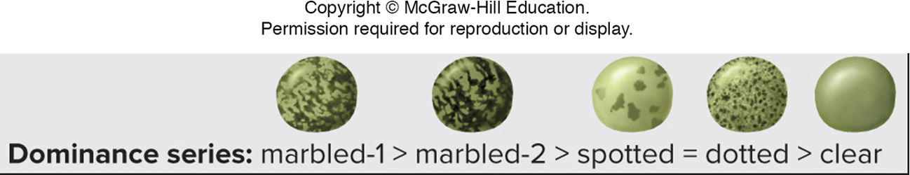 <p>Marbled-1 is the most dominant > Marbled-2 > spotted = dotted > clear </p>