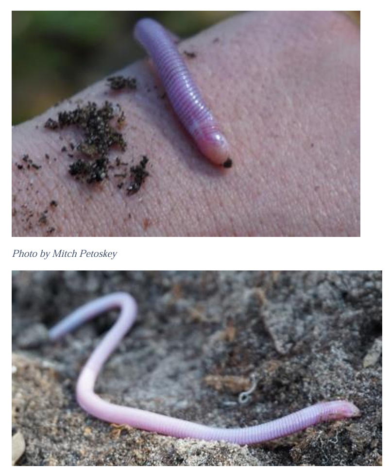 <p>Family: Rhineuridae</p><p>Family name: Worm lizards</p>