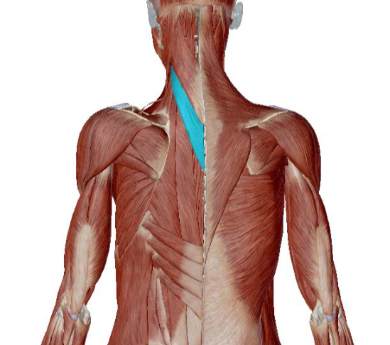 <p>what muscle is this </p>