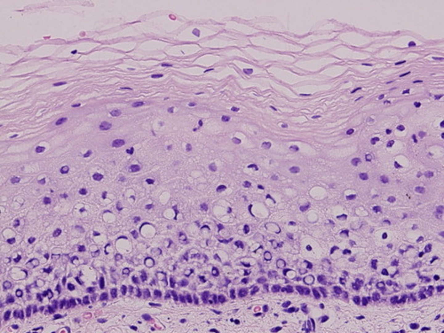 <p>Tightly packed cells, Polarity apical - free surface (no tissue attached)basal-attached to underlying basement membrane</p>