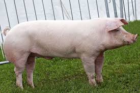 <p>What is the name of this breed?</p>