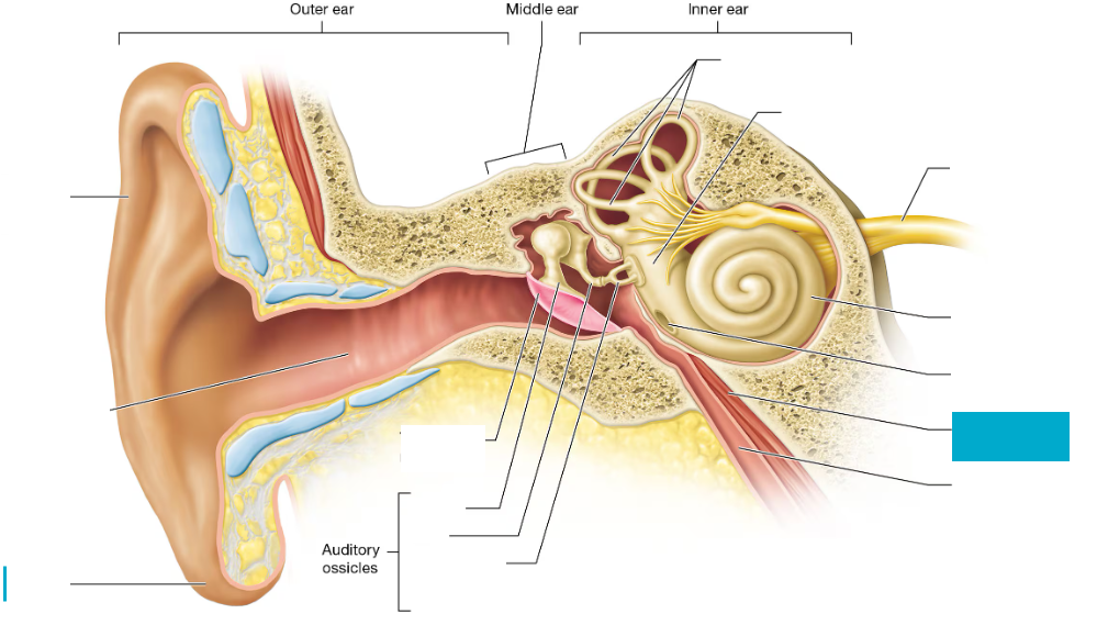 <p>: Middle ear muscle that tightens the eardrum to reduce loud sound vibrations</p>