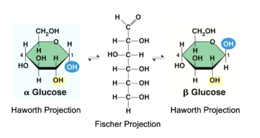 <ul><li><p>alpha glucose = OH below the ring at the carbon 1</p></li><li><p>beta glucose = OH above the ring at the carbon 1 (a glucose must flip upside down to form glycosidic bond)</p></li></ul><p></p>