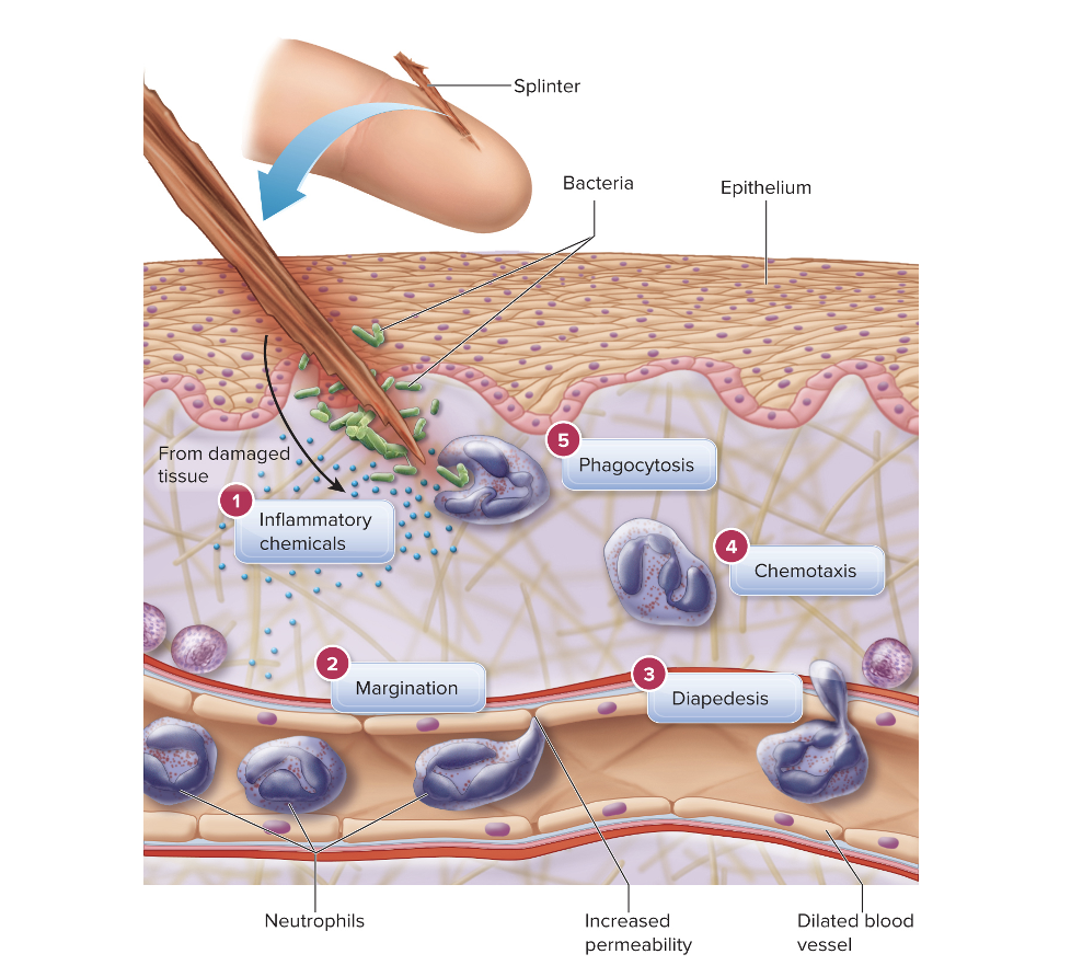 <p>In this image it shows </p>