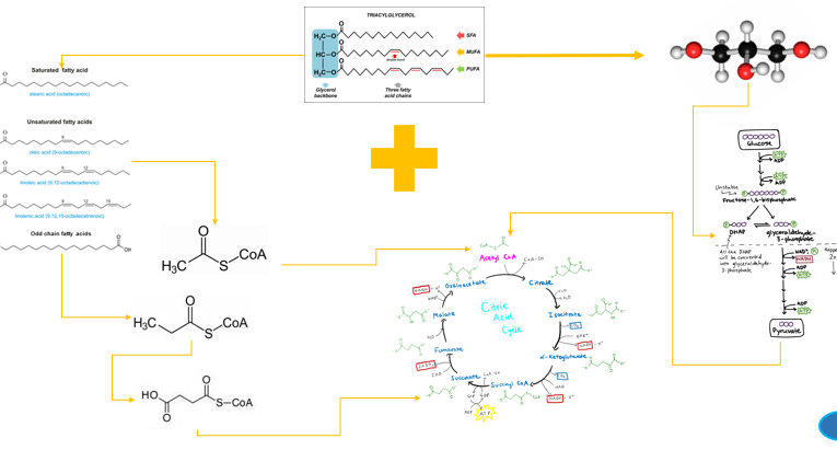 <p>When triacylglycerols are broken down, they yield <strong>free fatty acids</strong> and <strong>glycerol</strong></p><p><strong>What happens to each?</strong></p><p></p>
