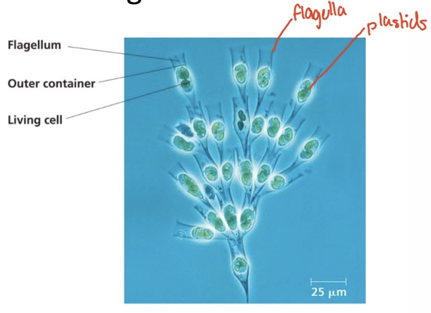 <ul><li><p>Yellow and brown carotenoids</p></li><li><p>Simple structure</p></li><li><p>Mostly groups of unicellular organisms</p></li></ul><p></p>