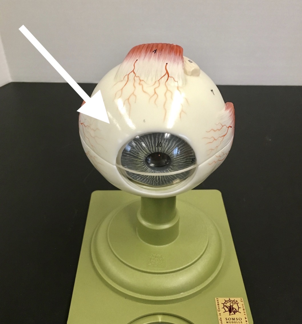 <p><span>name the WHITE structure at the end of the arrow's point</span></p>