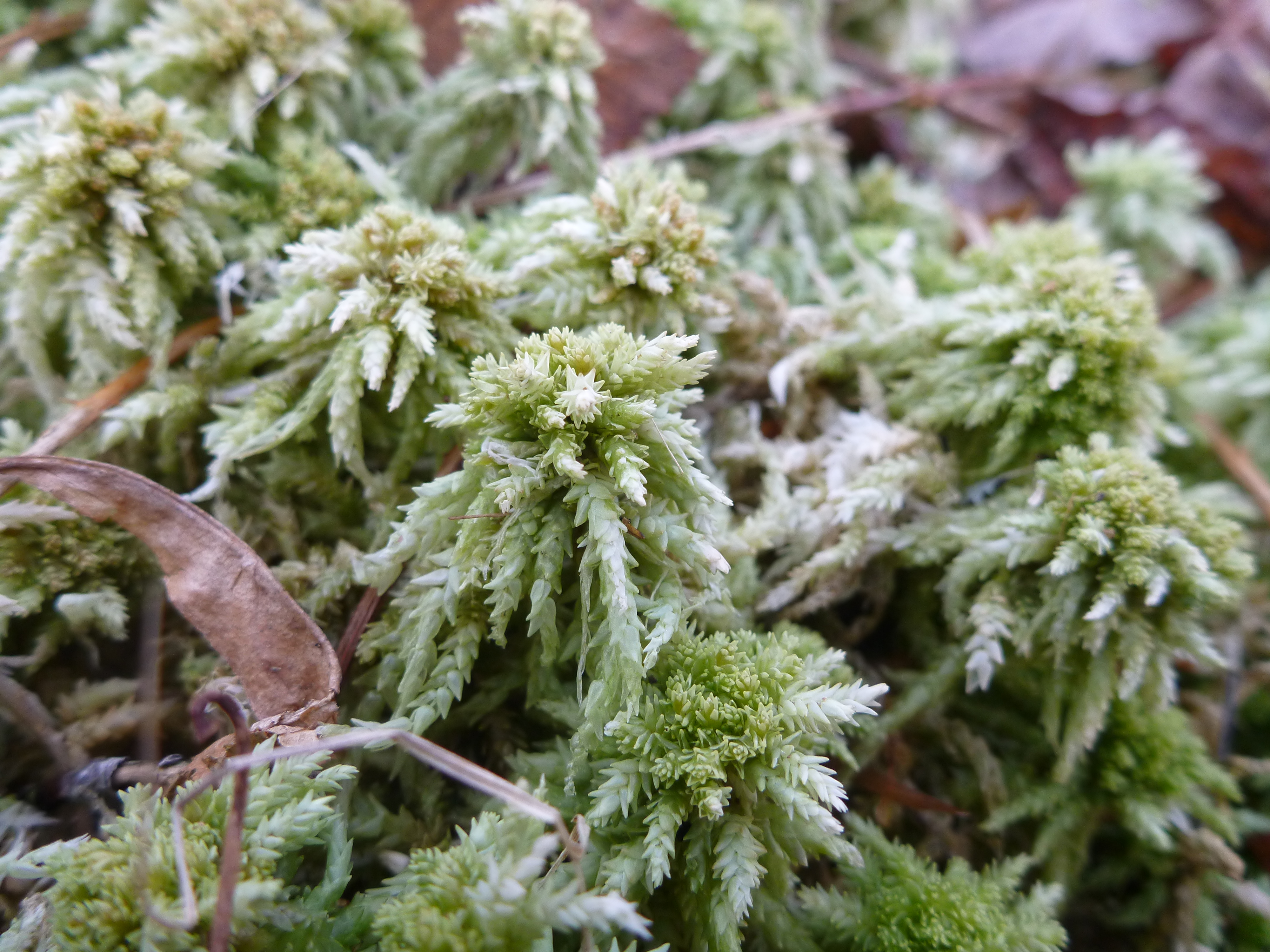 <p>What taxon does this belong to?</p>