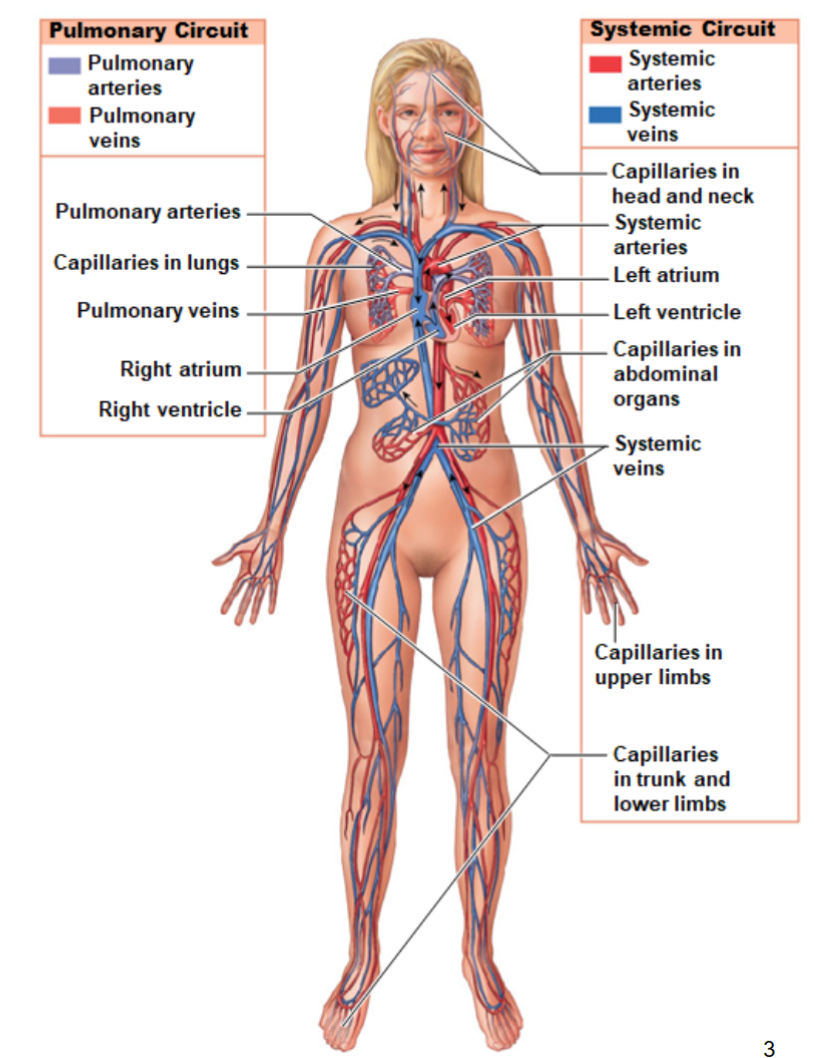 <ul><li><p>made up of arteries &amp; veins that transport blood between the heart &amp; the lungs</p></li><li><p>to add oxygen and remove waste/ co2</p></li><li><p>travels short distances</p></li><li><p>blood pressure is lower</p></li><li><p>walls of the arteries are thinner → less smooth muscle</p></li></ul><p></p>