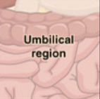 <p>What digestive organs are in the Umbilical? </p>