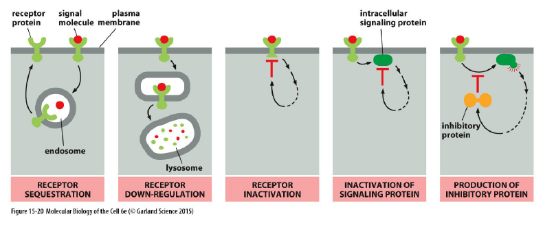 <p>Ved adaptation/desensitization.</p><p>Sensitiviteten afhænger af:</p><ul><li><p>antal receptorer</p></li><li><p>receptorernes affinitet for ligand</p></li></ul><p></p>