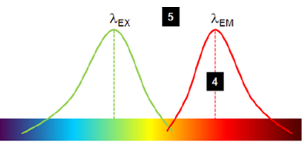 <p>$$stoke~shift = \lambda_{emission} - \lambda_{excitation}$$ </p><p>typically emission wavelength is larger than the excitation due to the <strong>loss of energy </strong> </p>