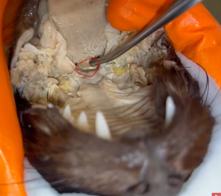 <p>What structure is this in the cat?</p>