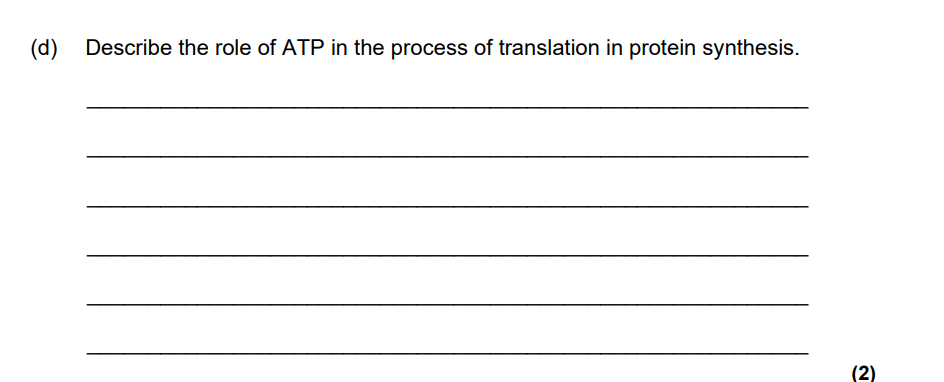 <p>Describe the role of ATP in the process of translation of protein synthesis</p>