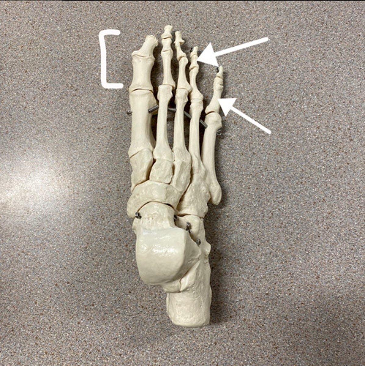<p>What are these bones?</p>