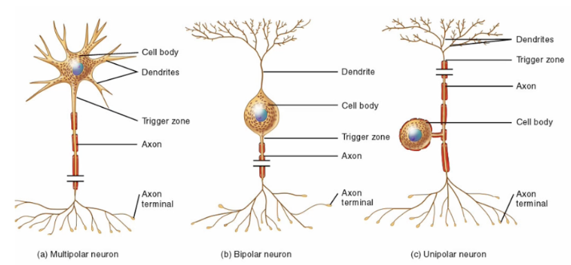 <p>Multipolar (motor)</p><ul><li><p>Carry signals away from the central nervous system out to muscles and glands.</p></li></ul><p>Bipolar</p><ul><li><p>These are rare and found in specialized sensory areas like the retina of the eye.</p></li></ul><p>Unipolar (sensory)</p><ul><li><p>Carry somatic (sensory) and visceral signals from the body's sensory receptors to the CNS.</p></li></ul><p></p>