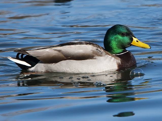 <p>Mallard</p>