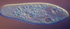<p>a single-celled microscopic animal of a group of phyla of the kingdom Protista, such as an amoeba, flagellate, ciliate, or sporozoan</p>