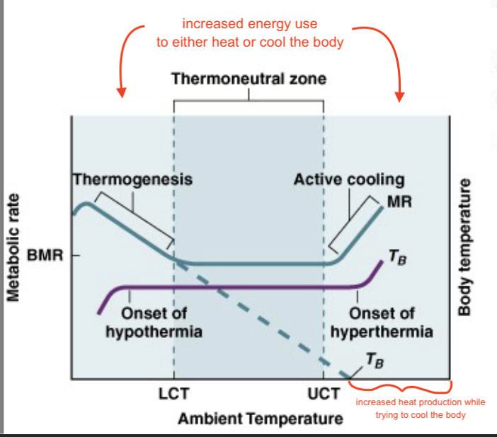 <ul><li><p>thermoneutral zones</p><ul><li><p>eurythermic - wider range</p></li><li><p>stenothermic - narrow range</p></li></ul></li><li><p>low 70s for humans</p></li><li><p>organisms cannot cool themselves down because every metabolic process loses energy as heat, body if fighting against itself when trying to decrease heat</p></li></ul><p></p>