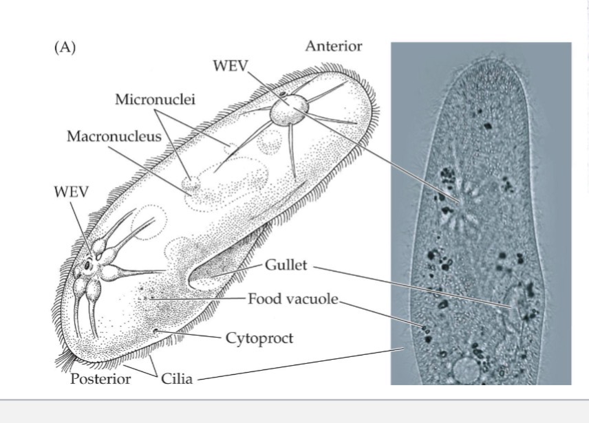<p>Photo 1 - 7 a,b </p><p>Phylum Ciliophora</p><p>Genus <em>Paramecium</em></p><p></p><p>Photo 2 - 7 c,d</p><p>Phylum Ciliophora</p><p><em>Paramecium </em>trichocysts</p>