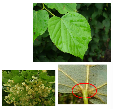 <p>Hartvormig blad</p><p>Rosse haartjes op onderzijde bladvoet</p><p>kleiner blad dan zomerlinde</p>