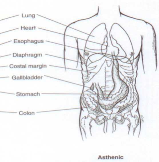 <p>Asthenic </p>