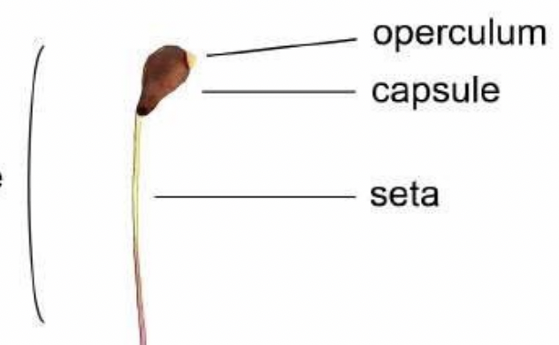<p>2n or diploid generation</p><ul><li><p>produces haploid spores via meoisis</p><ul><li><p>a spore <span>is a reproductive cell that can develop into a new organism without having to fuse with another cell</span></p></li></ul></li><li><p>spore undergoes mitosis to become gametophyte </p></li></ul><p></p>