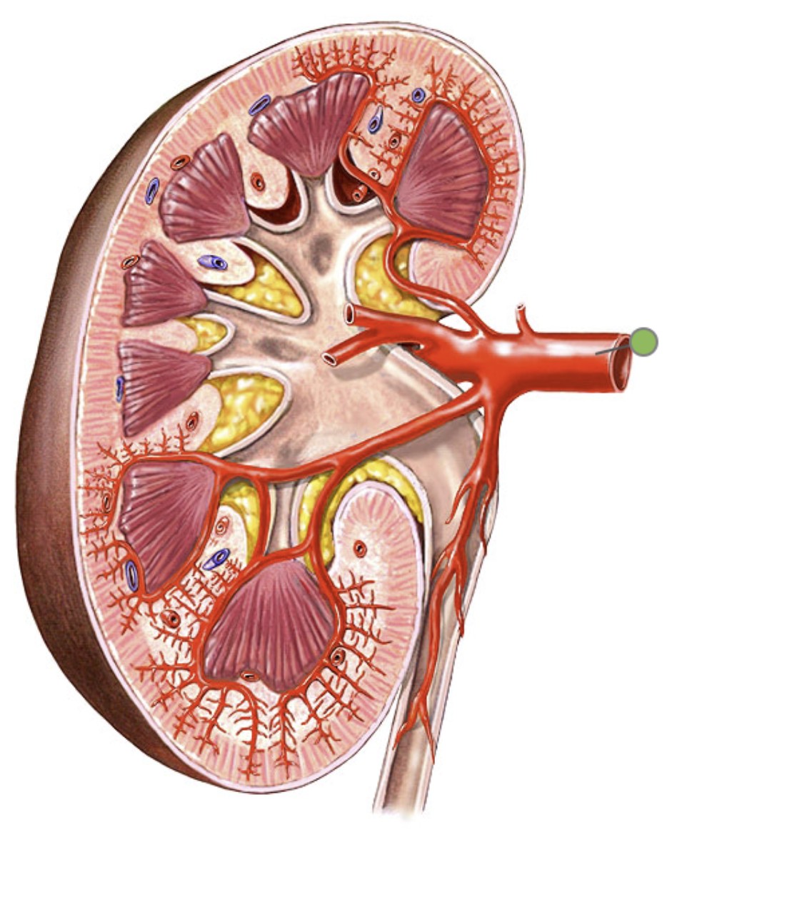 <p>Which part of the kidneys:</p><ul><li><p>Blood vessels supplying the kidneys</p></li><li><p>Attached medially</p></li></ul><p></p>