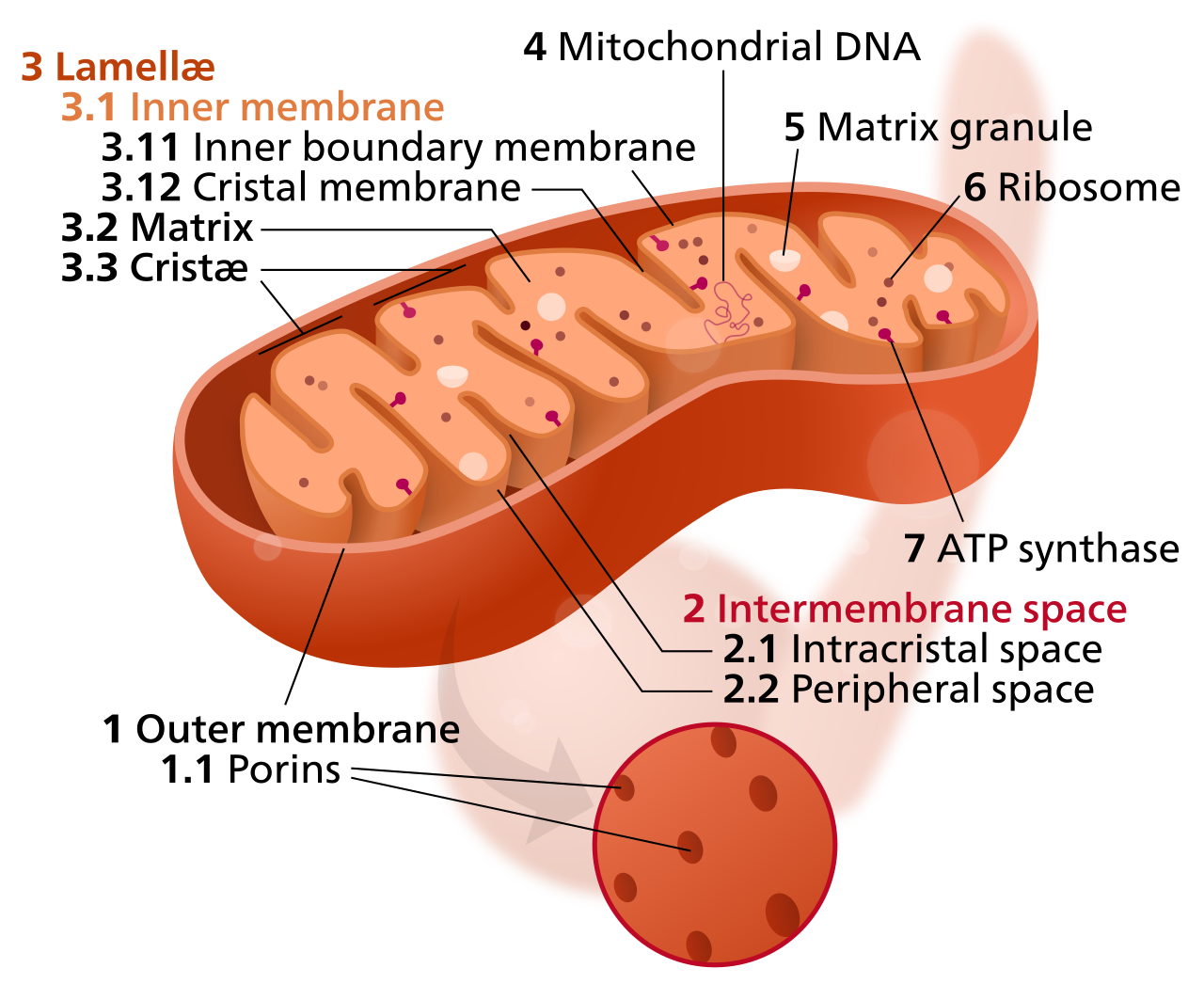 <p>POWERHOUSE OF THE CELL, generation of energy in the form of ATP via oxidative phosphorylation</p>