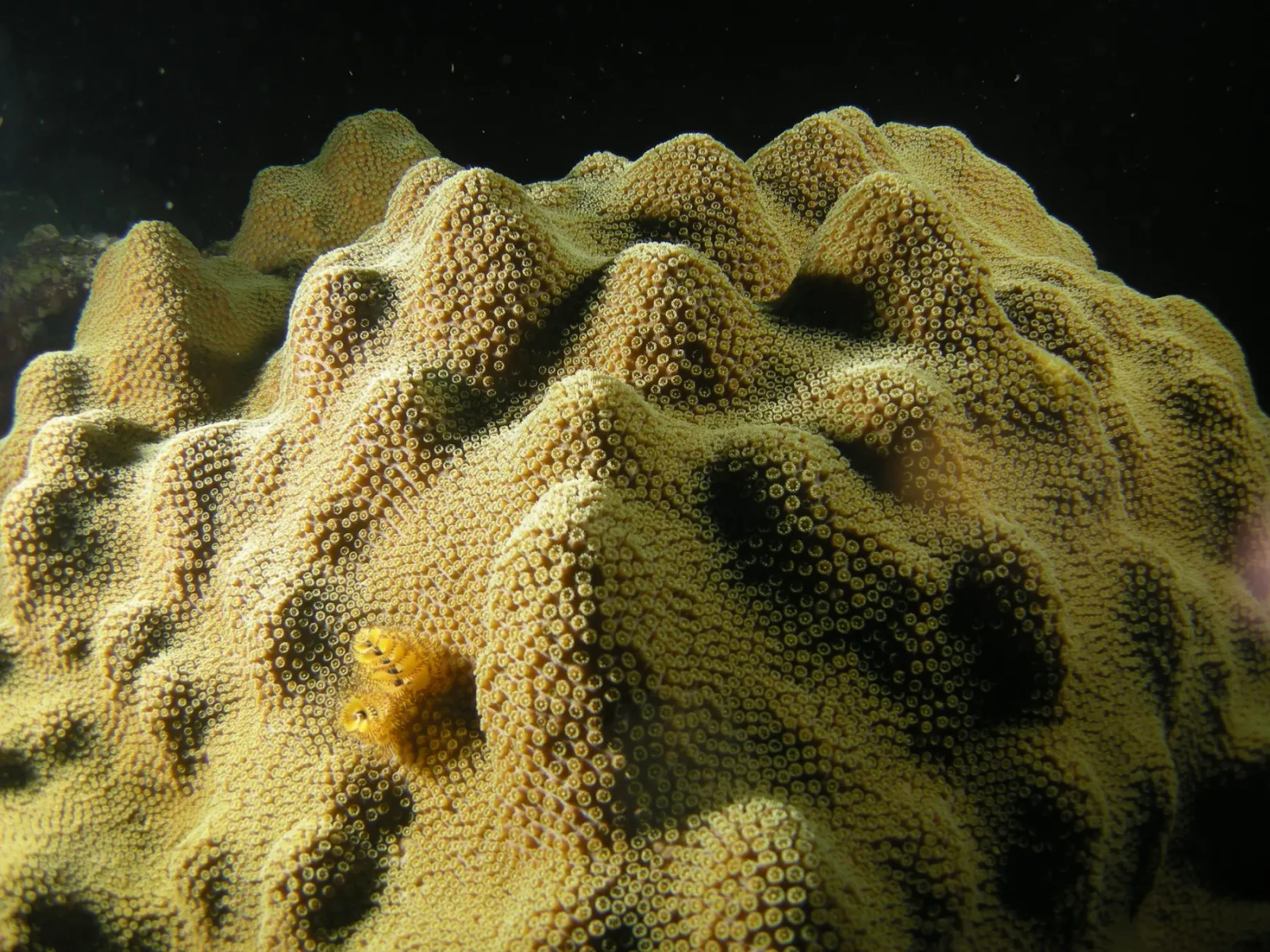 <p>OFAV (OF) Mountainous star coral</p>