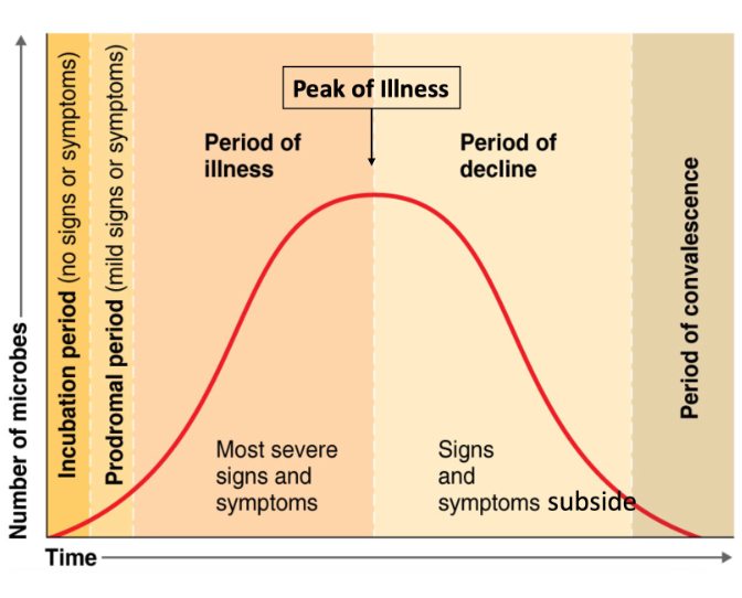 <p><strong>1. Incubation Period</strong></p><p>• No signs or symptoms present; interval between your initial infection and first signs &amp; symptoms</p><p>• Pathogen is attached and growing </p><p>• Time between your exposure to the pathogen and the onset of symptoms and signs</p><p></p><p><strong>2. Prodromal period</strong></p><p>• Early stage, mild signs &amp; symptoms</p><p>• Person is often contagious at this period (if the disease is communicable) like Fatigue, Slight fever, Headache</p><p></p><p><strong>3. Period of illness</strong></p><p>• Most severe signs and symptoms</p><p>• Patient is considered most contagious </p><p>• When your body starts producing antibodies = Immune system is fully active</p><p></p><p><strong>4. Peak of illness</strong></p><p>• Highest amount of microbes = Highest number of Antibodies </p><p>• Leads to 2 outcomes: strong immune system → Period of decline OR weak immune system → Death</p><p></p><p><strong>5. Period of decline</strong></p><p>• Signs and symptoms minimize</p><p>• Number of pathogens decrease</p><p></p><p><strong>6. Period of convalescence/recovery</strong></p><p>• Body returns to its pre-diseased state</p><p>• Normal function returns</p><p>• Patient still infectious in this stage + microbes are still present (Asymptomatic carriers)</p>