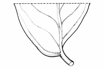 <p>A leaf base that is asymmetrical or lopsided, with one side reaching the petiole at a different point than the other.</p>