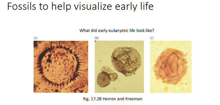 <p><strong>What is the main purpose of these fossils in the slide?</strong><br></p>