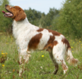 <p>welk type hond is dit</p>