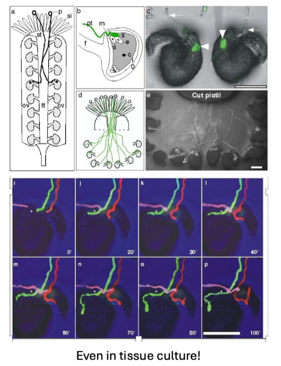 <p>The chemical basis for the ovule control of pollen tube growth direction is confirmed by the fact that it can be shown in tissue culture. The tubes grow toward ovules even through media, so they don’t require female structures or cells to guide them toward individual ovules. LURE proteins attract pollen tubes. The identity of the chemicals that repel pollen tubes from already visited ovules is not yet known.</p>