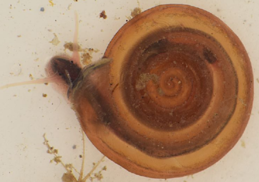 <p>A ramshorn snail with a shell shaped like a flattened coil.</p>