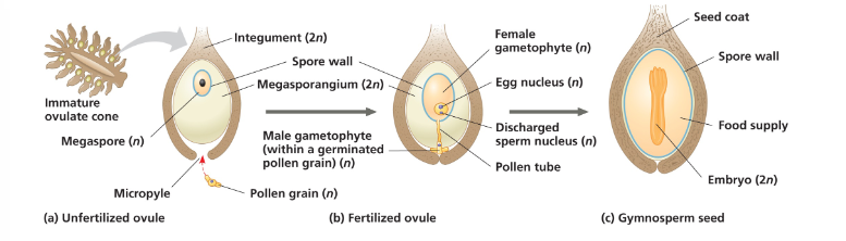 <ul><li><p>Seeds are exposed on sporophylls that form cones, where we see ovules that contain egg cells (surfaces of scales, not incased in an ovary). Cone bearing plants (pine cones)</p></li><li><p>No fruit/flowers</p></li><li><p>Has one single integument (hard outer seed covering)</p></li><li><p>A seed develops from the whole ovule. A seed is a sporophyte embryo, along with its food supply, packaged in a protective coat</p></li></ul><p></p><ul><li><p>Spore will enter the microphyte (opening in female gametophyte) and wait there for when the egg develops. Once it developed, the spore releases sperm and an embryo develops</p></li></ul><p></p>
