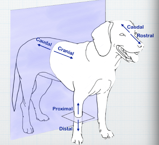 <p>Away from the body; used when referring to the limbs </p>